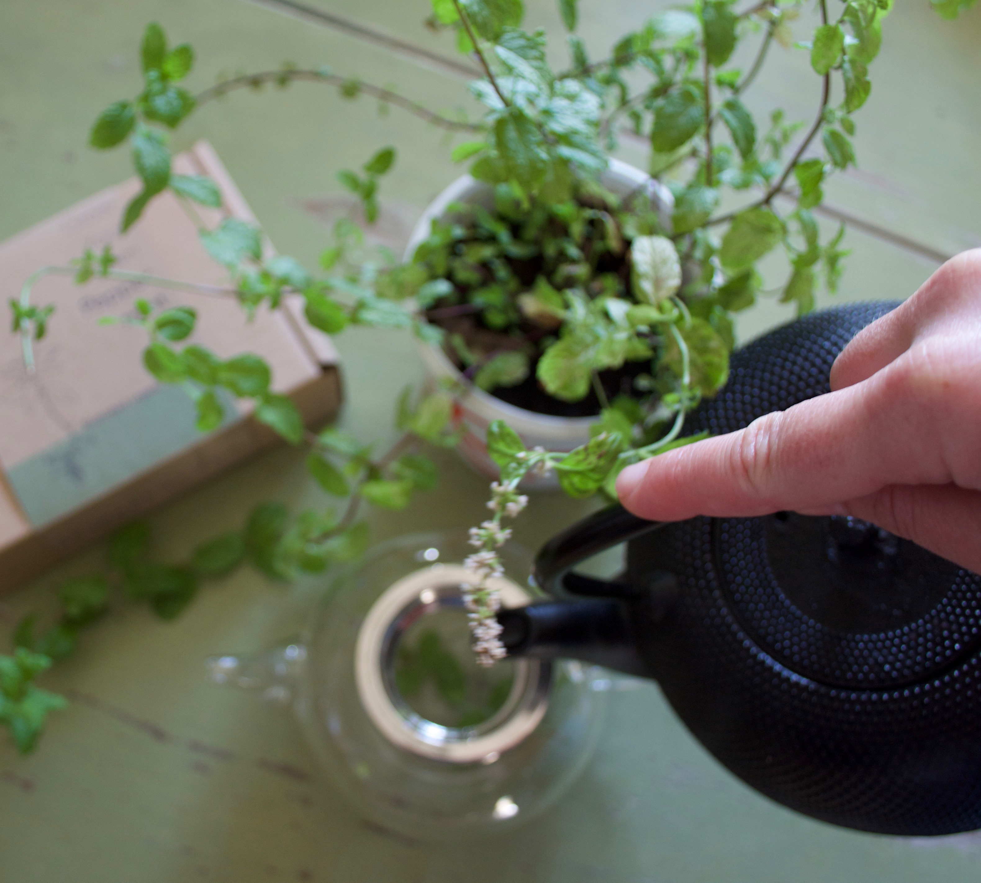 Grow Your Own Herbal Tea Indoor Garden Seed Kit - Peppermint, Chamomile and Lemon Balm GIFTING | CL So. Seed Kits